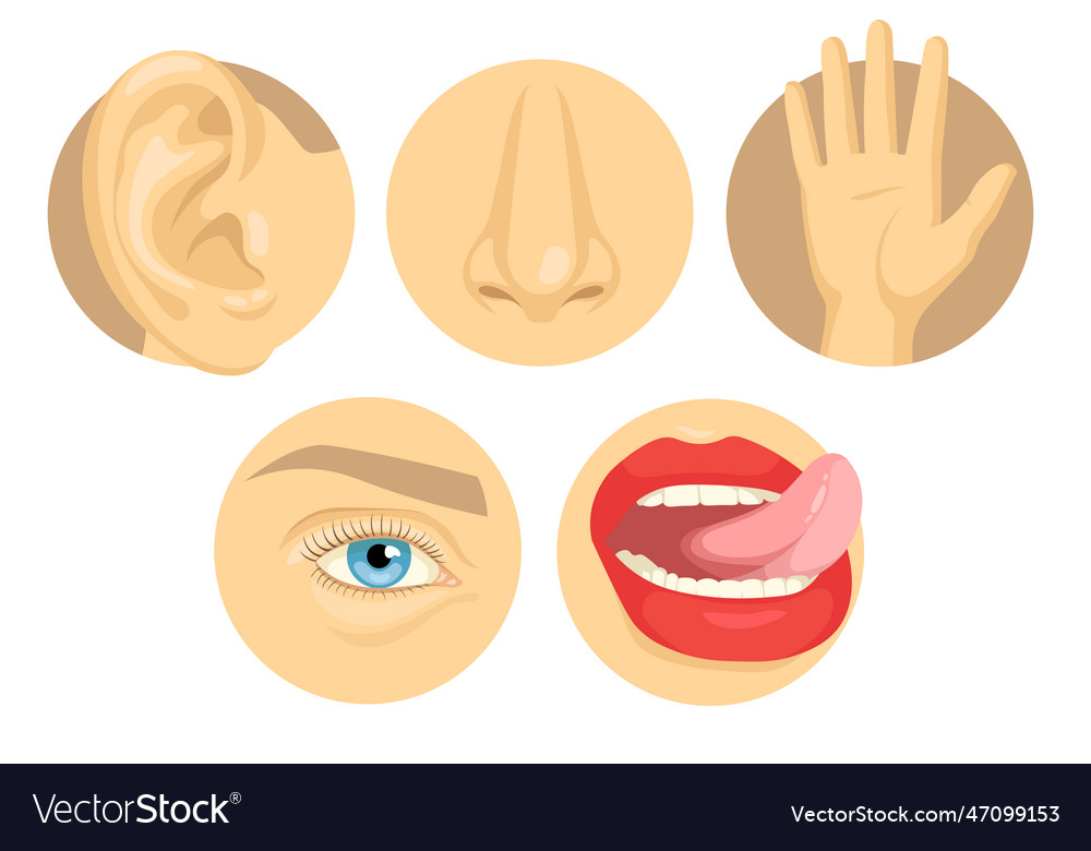 Cartoon set of human sense organs flat Royalty Free Vector