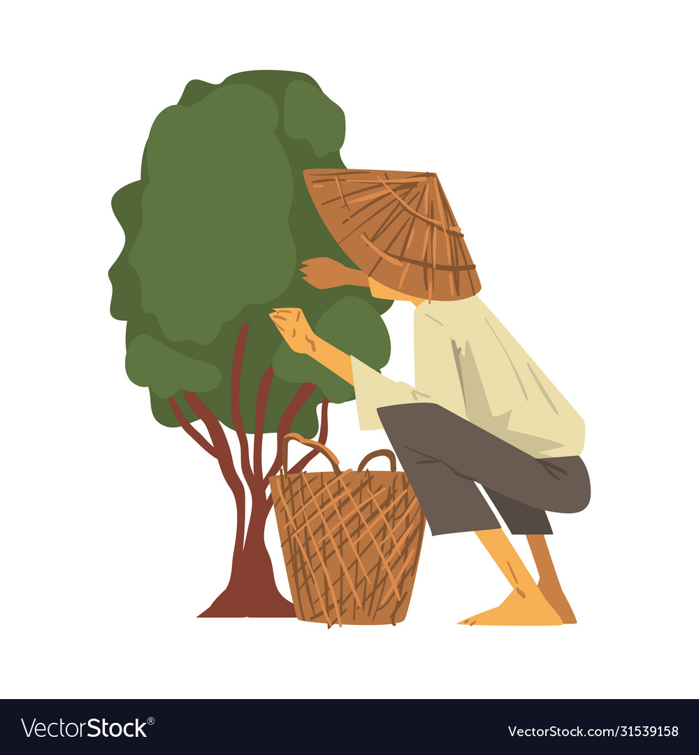 Asian farmer in straw conical hat picking up tea Vector Image