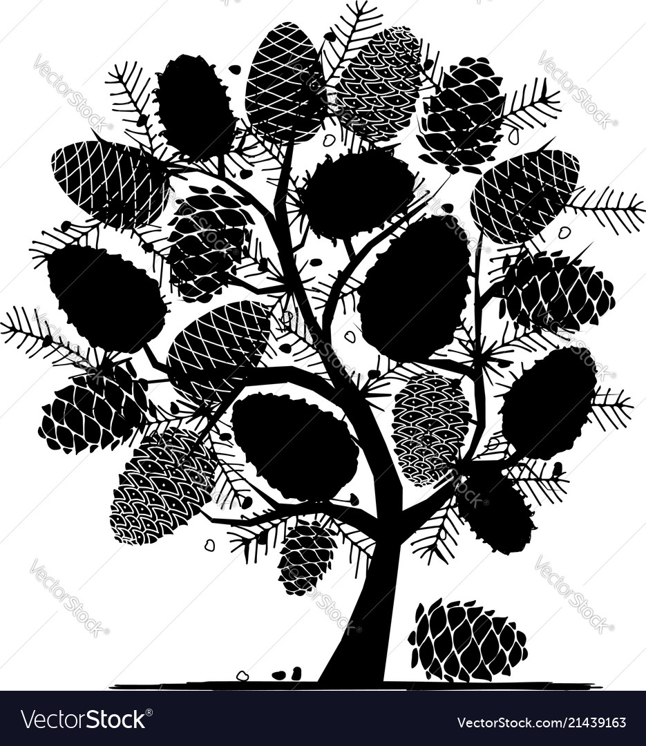 Cedar cone background sketch for your design vector image Cedar cone background sketch for your design