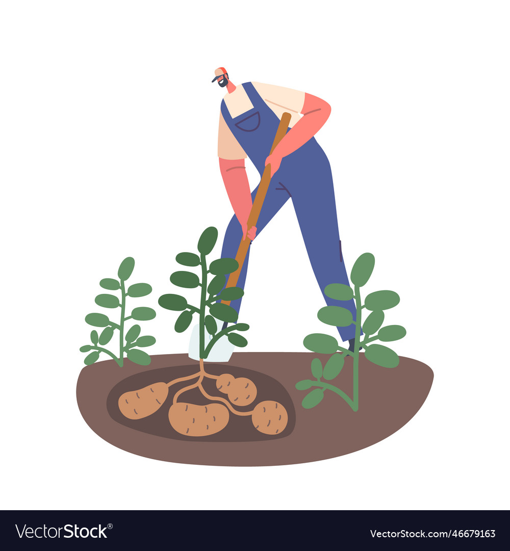 Man digging up fresh potatoes from the ground