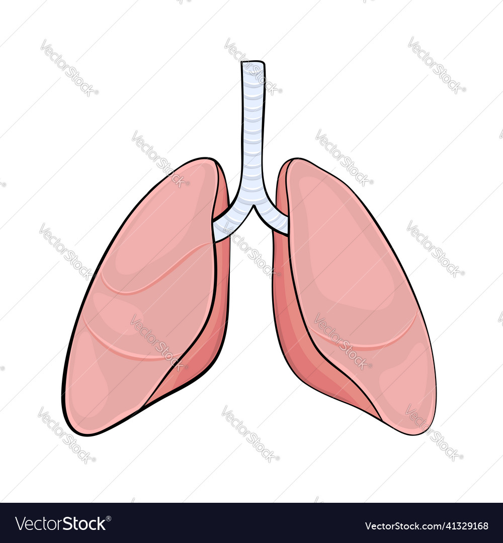 menschliche Lunge im Cartoon-Stil für medizinisches Design