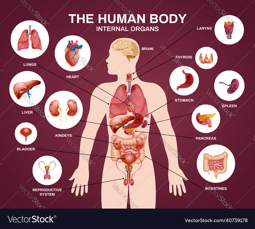 Internal human organs silhouette composition Vector Image