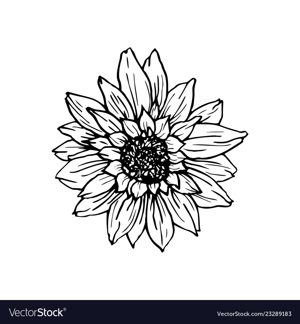 Sunflower hand drawn ink pen Royalty Free Vector Image