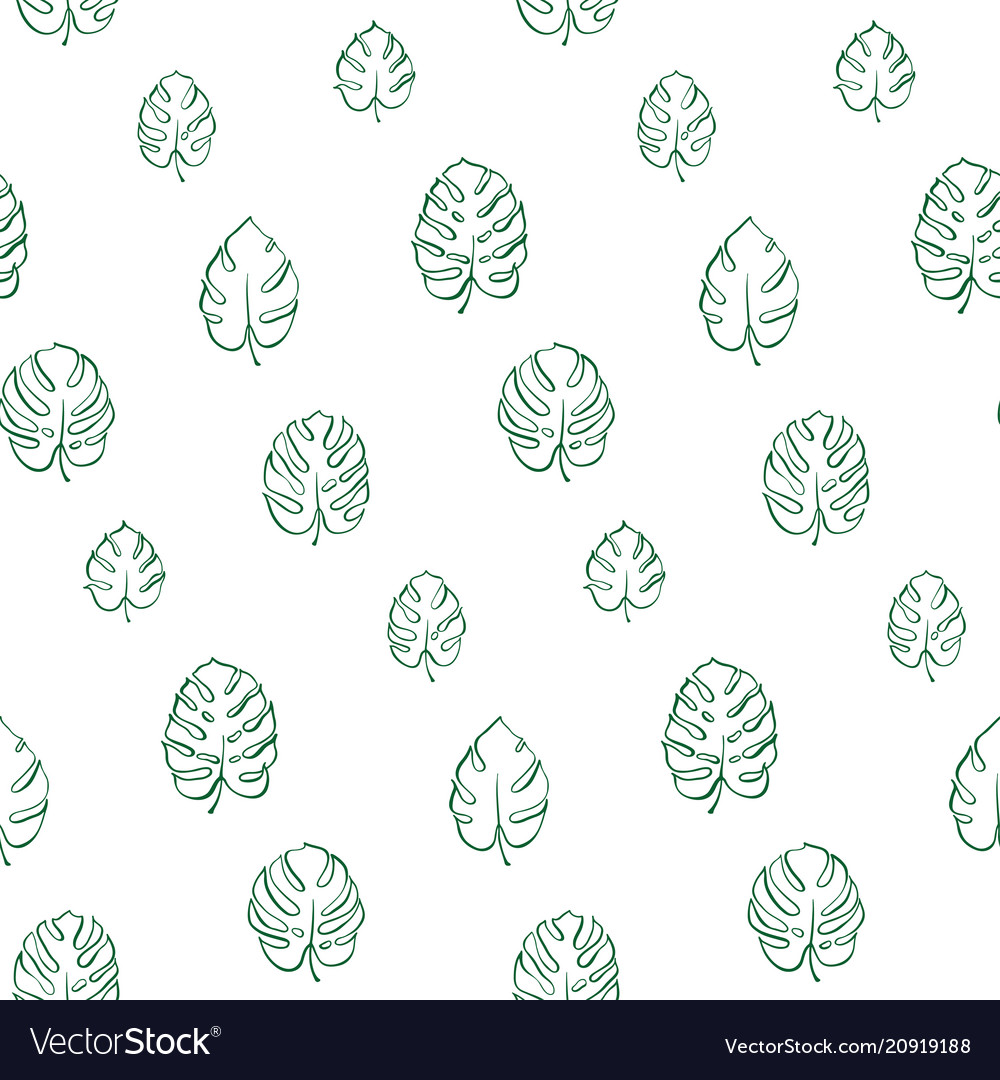 Botanical of monstera leaf vector image Botanical of monstera leaf