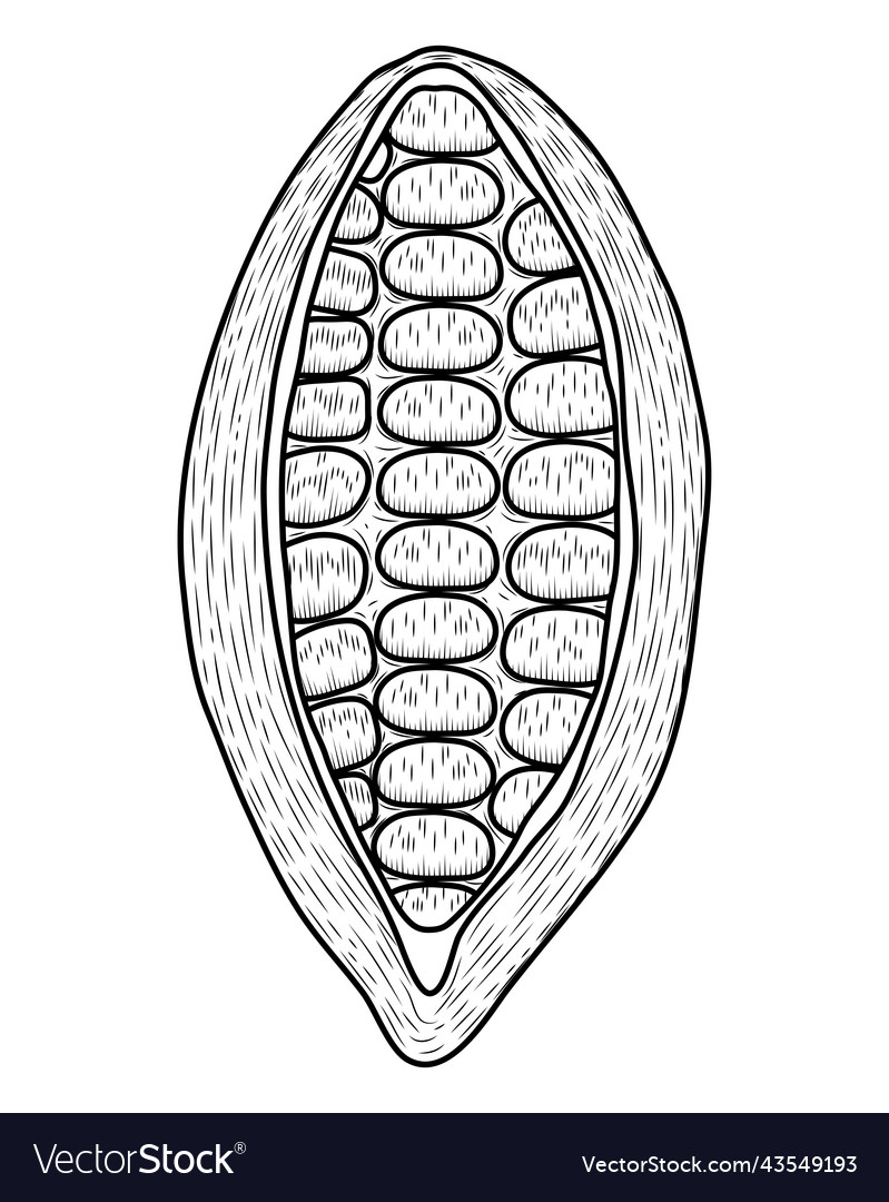 Cocoa fruit open sketch