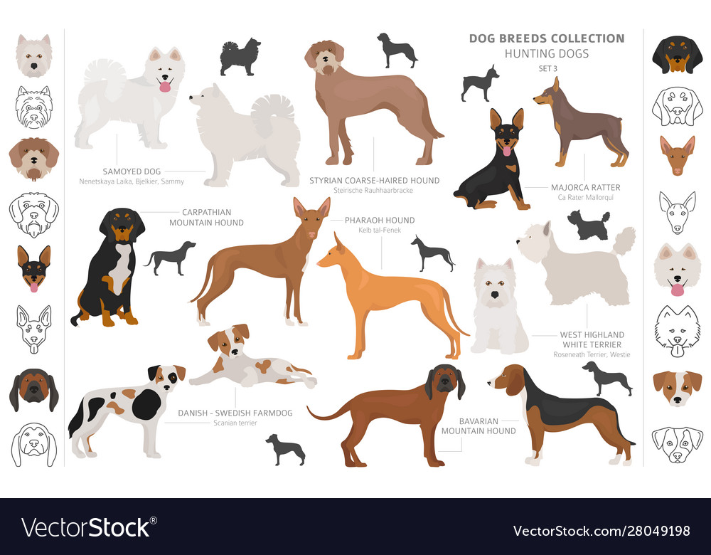 Hunting dogs collection isolated on white clipart Vector Image