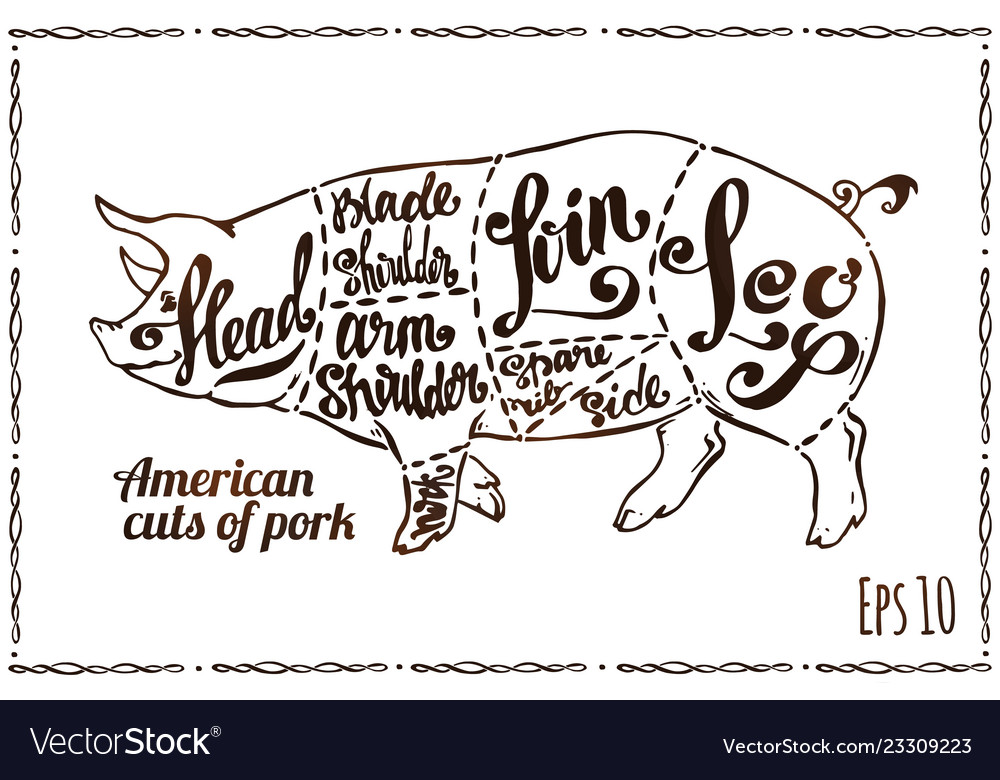 Мясо свинина siluet. Карандашом. From pig to pork. Porco no fundo vector premium. From pig to pork.