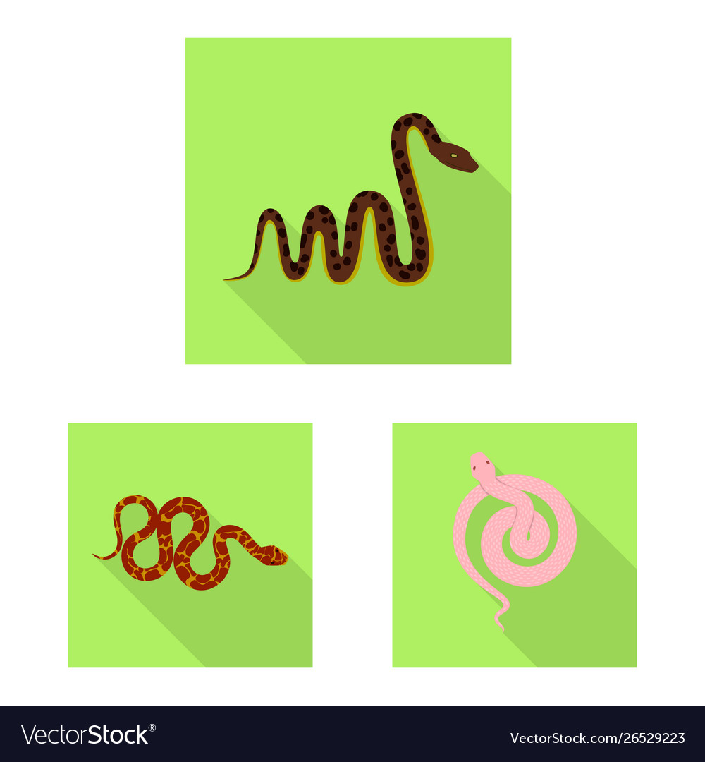 Isolated object skin and reptile icon set