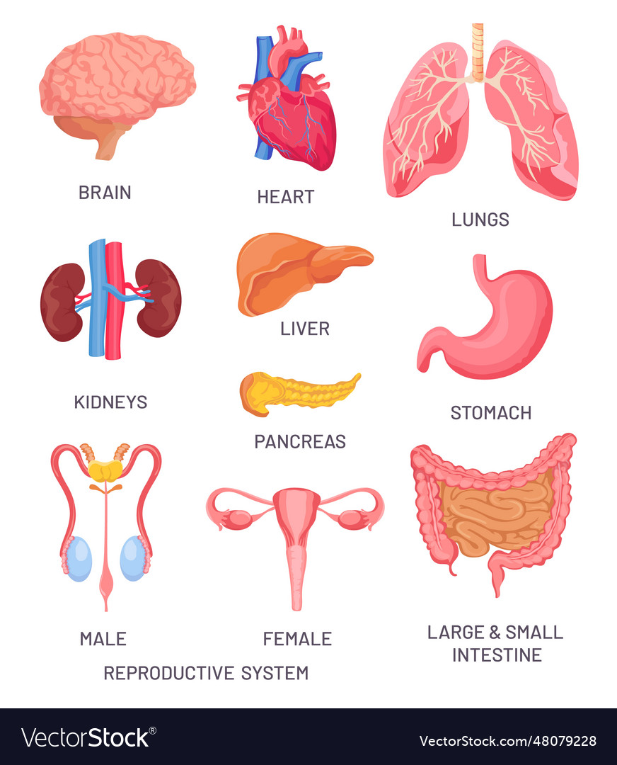 Human organs cartoon brain pancreas and intestine Vector Image