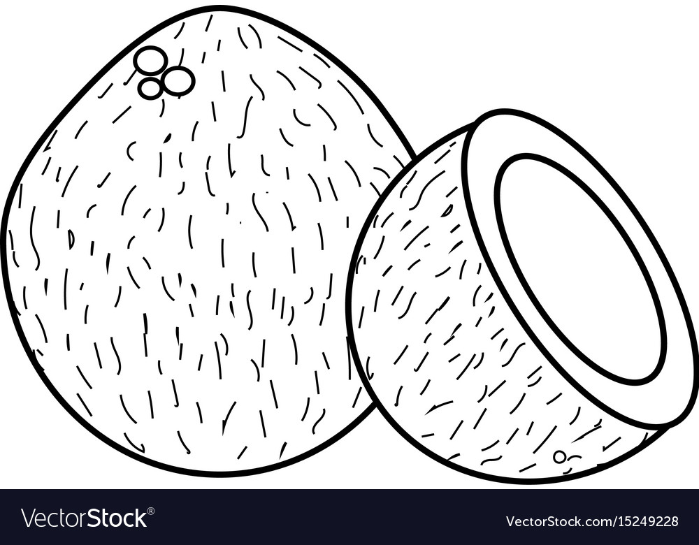 Line coconot fruit with one slice