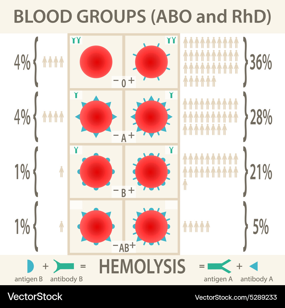 Abu dhabi and rhd blood groups infographic Vector Image