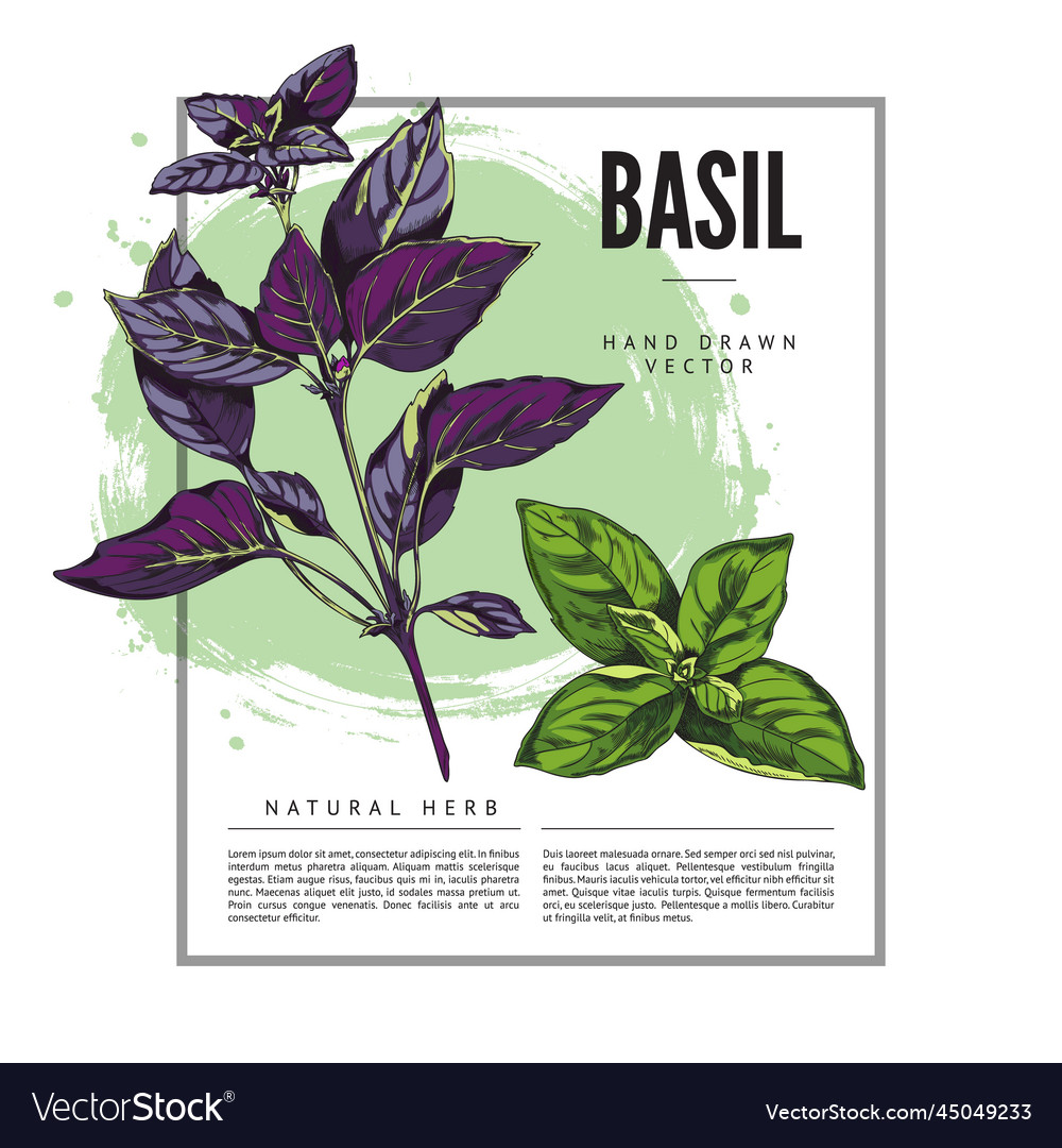 Basil Herb Background with Square Frame