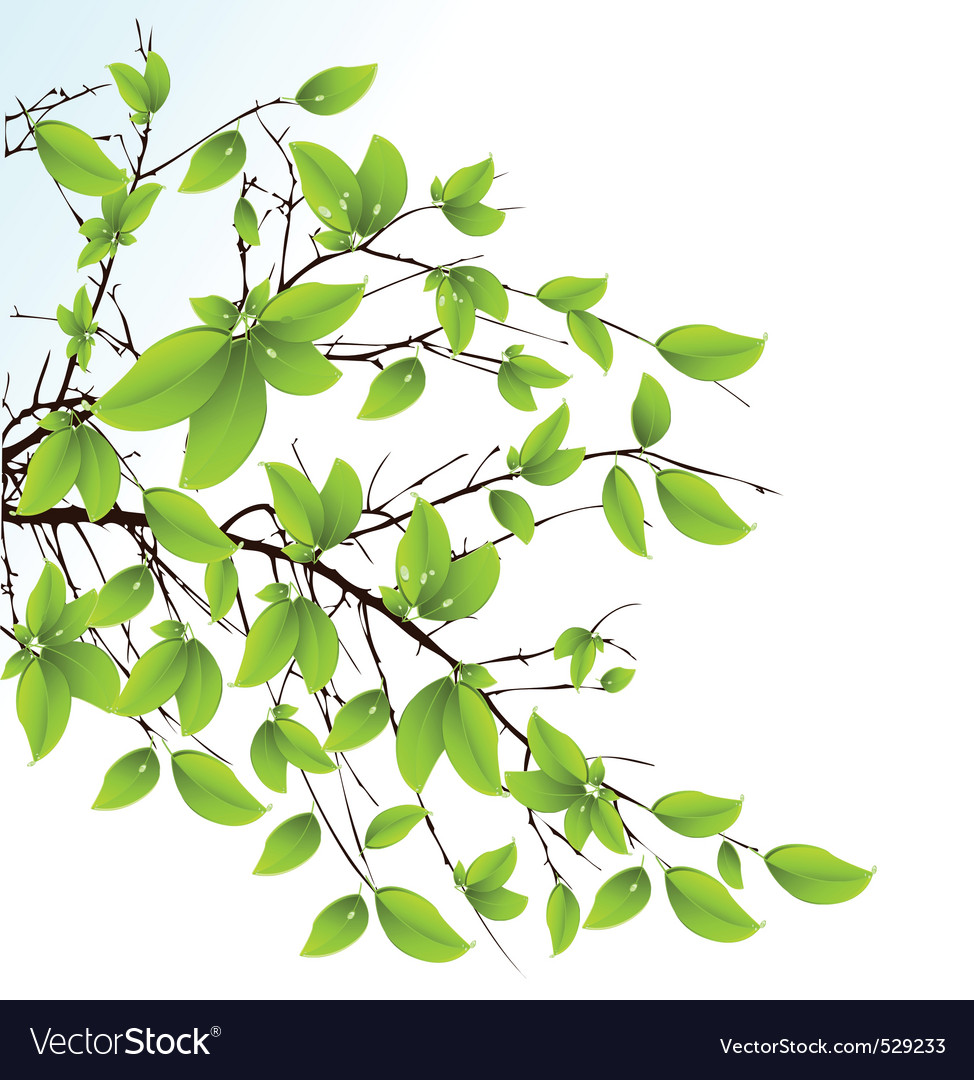 Evergreen tree Royalty Free Vector Image - VectorStock