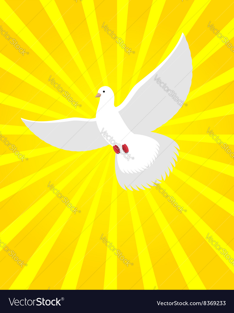White dove in sunny radiance divine light