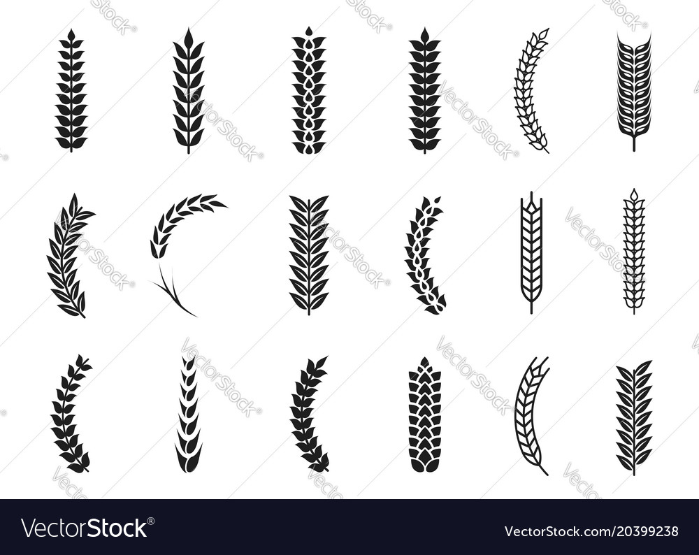 Wheat ears icons oat and grains Royalty Free Vector Image