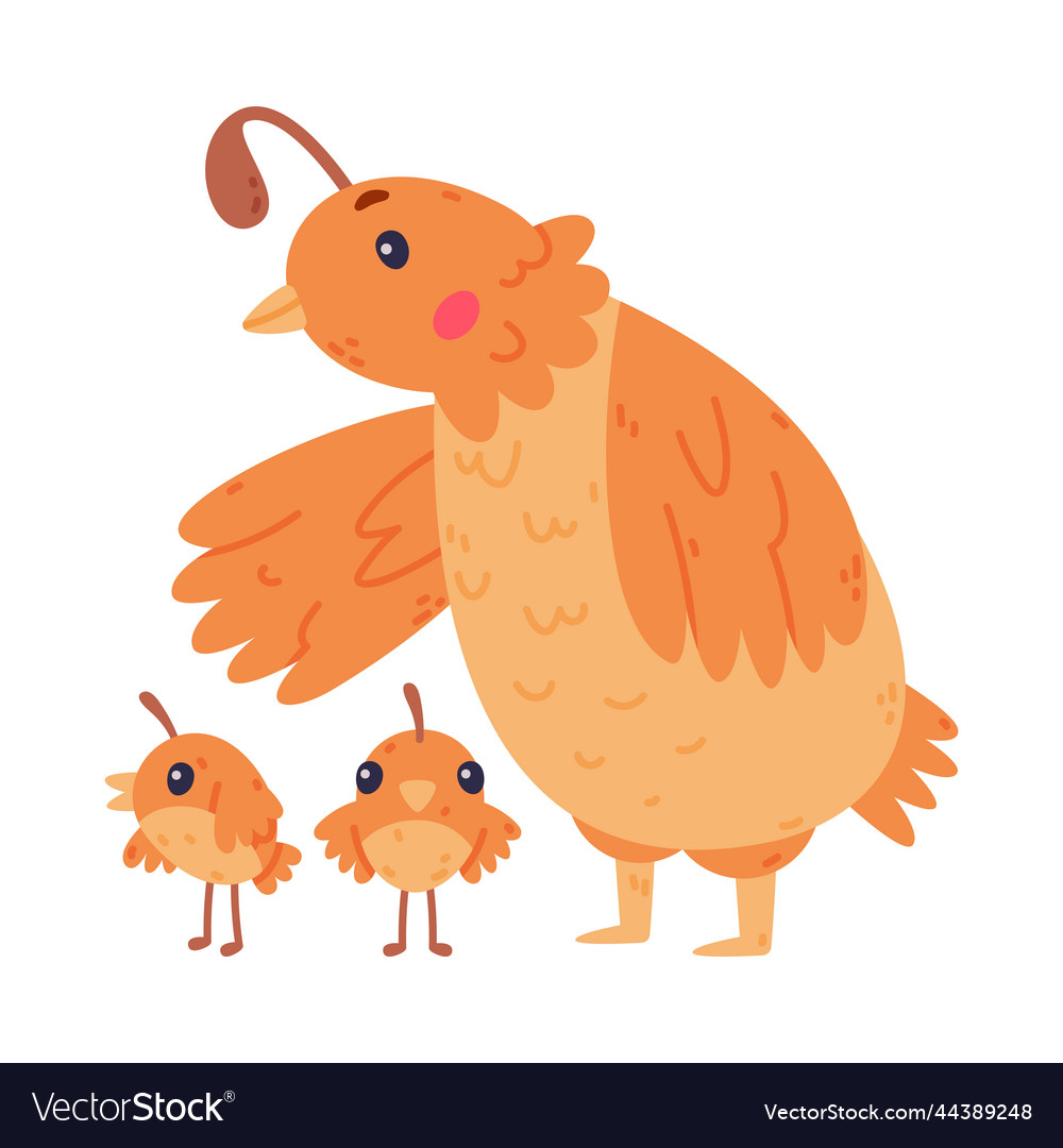 Quail bird with crest and feathers walking