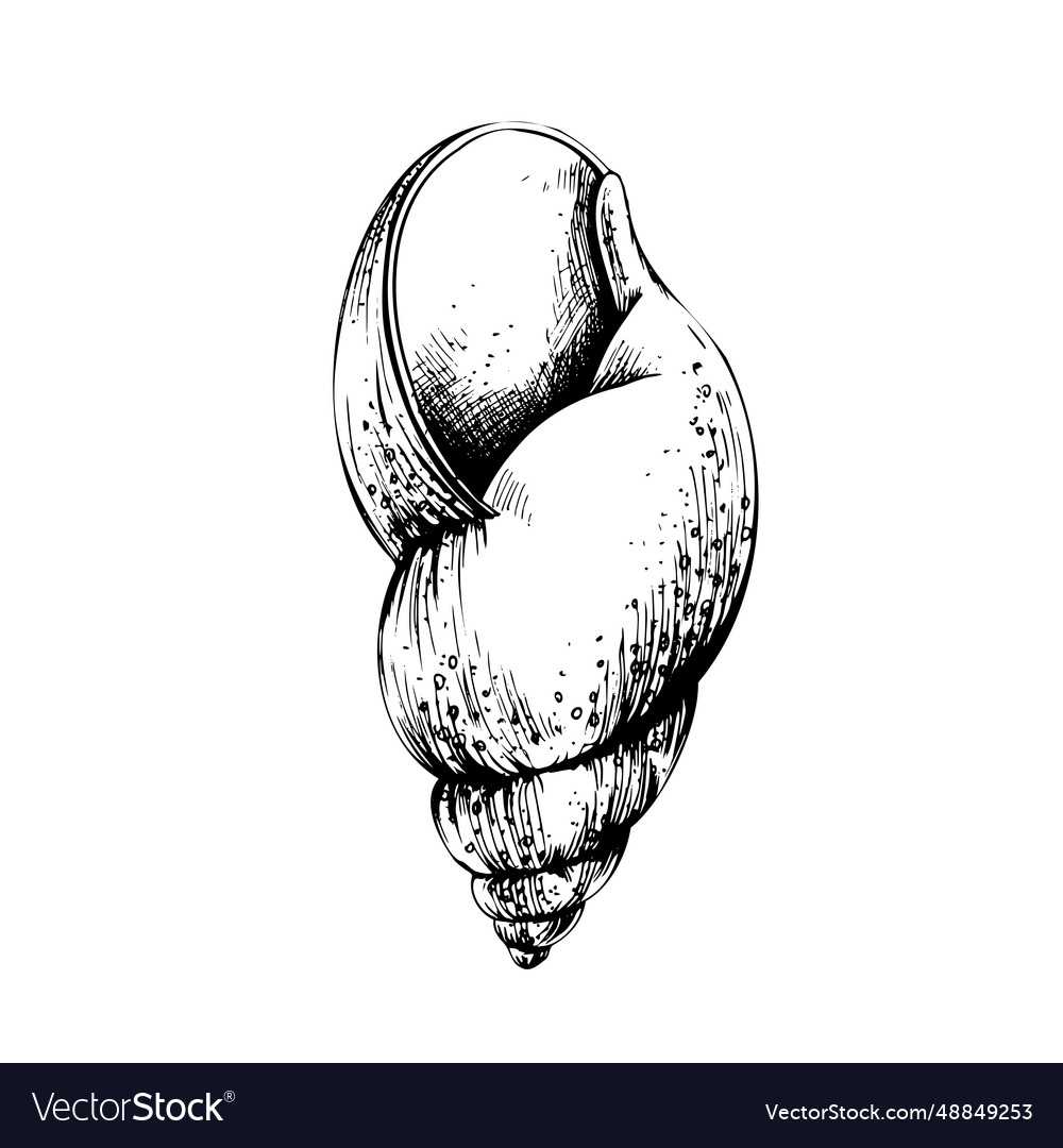 Seashell spiral large isolated object drawn vector image Seashell spiral large isolated object drawn