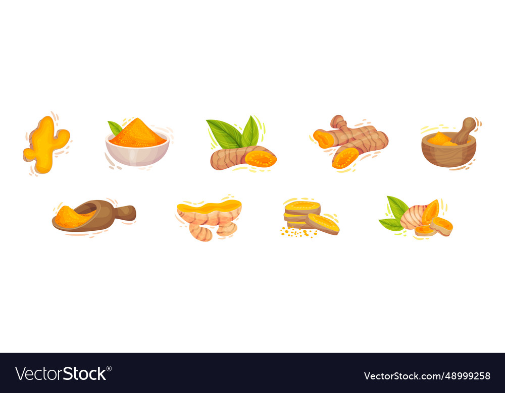 Fresh turmeric plant with orange root as culinary Vector Image