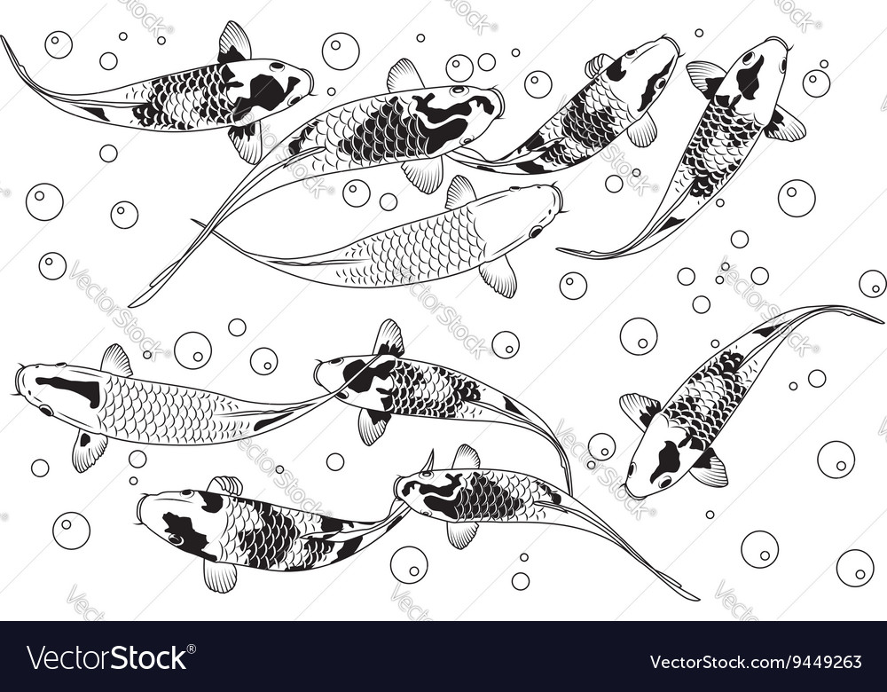 Fancy carp fish swimming