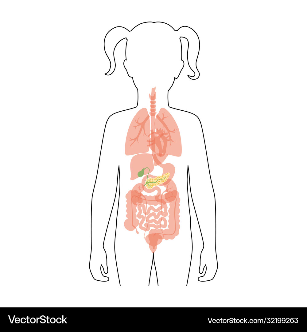Human Digestive System Anatomy Royalty Free Vector Image