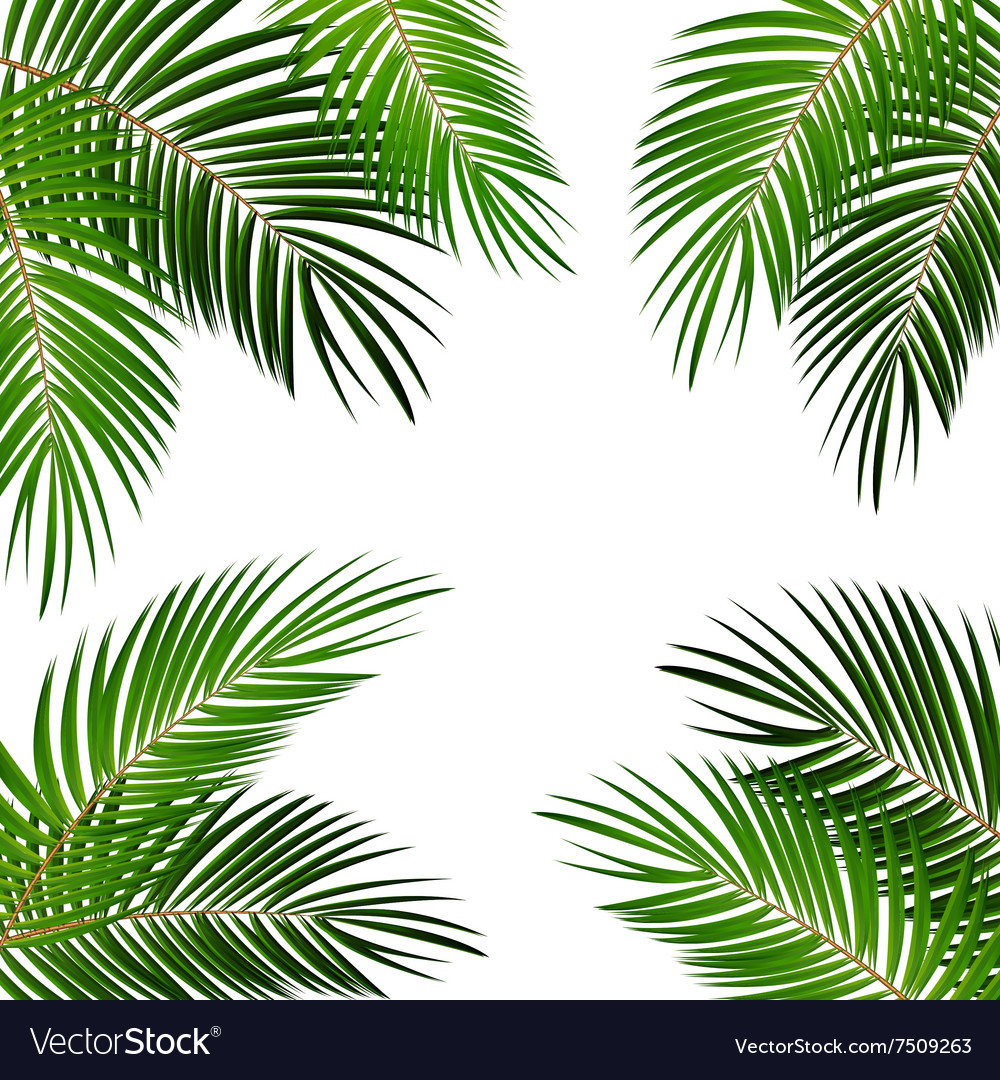 Tropical Palm Leaves Background
