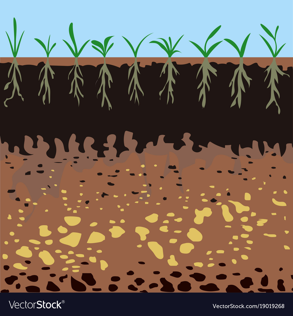 Cross-Section of Soil Layers with Vegetation