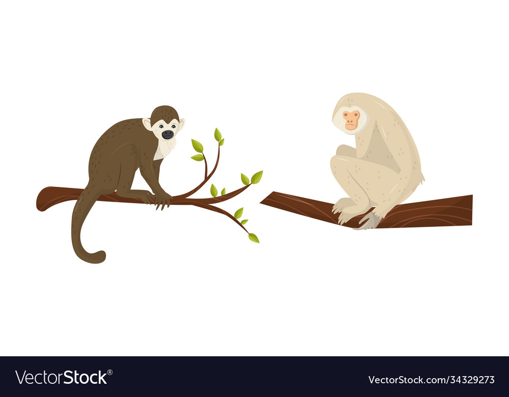 Monkey with chimpanzee sitting on tree branch