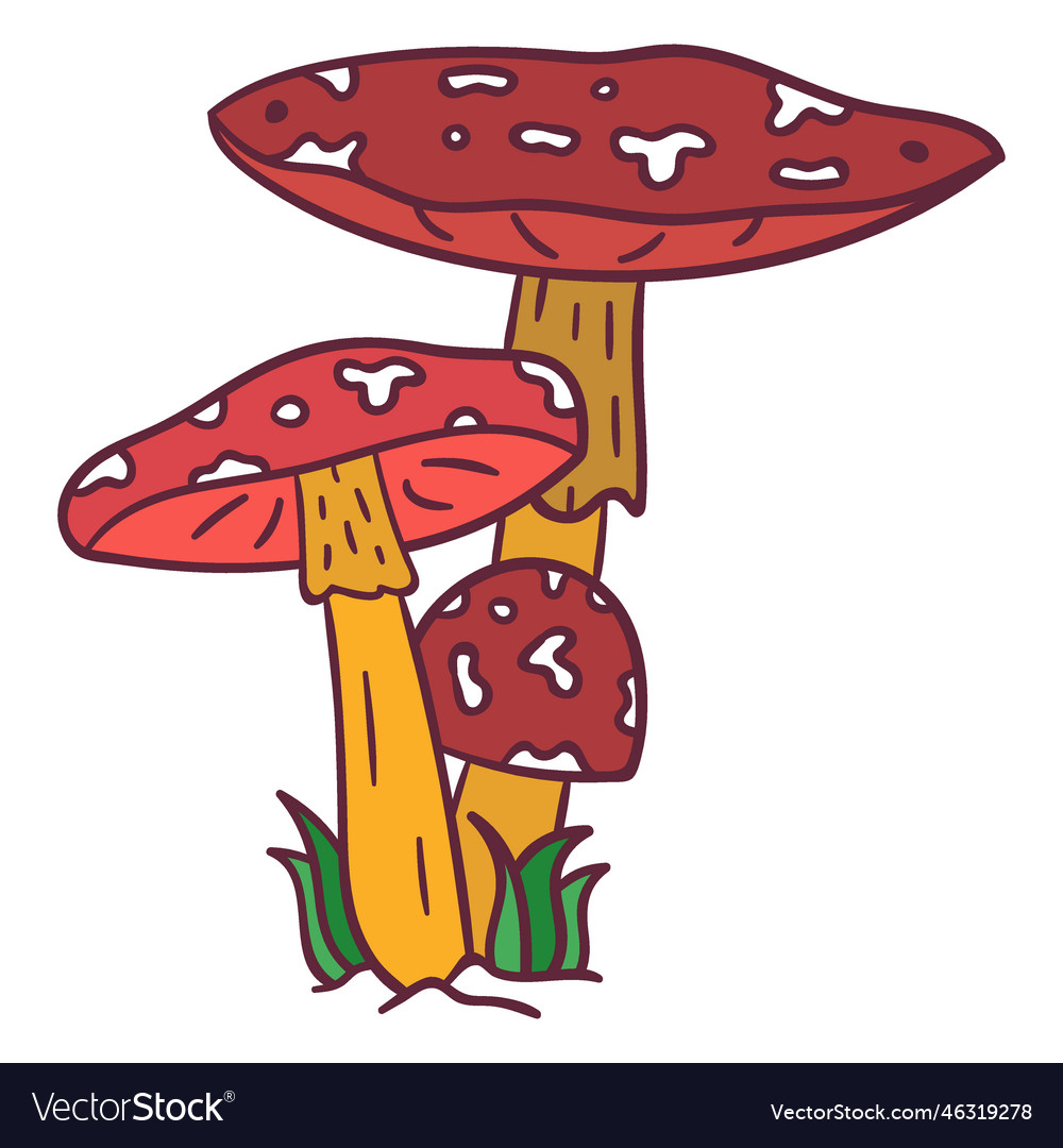 Amanita muscaria mushroom Royalty Free Vector Image