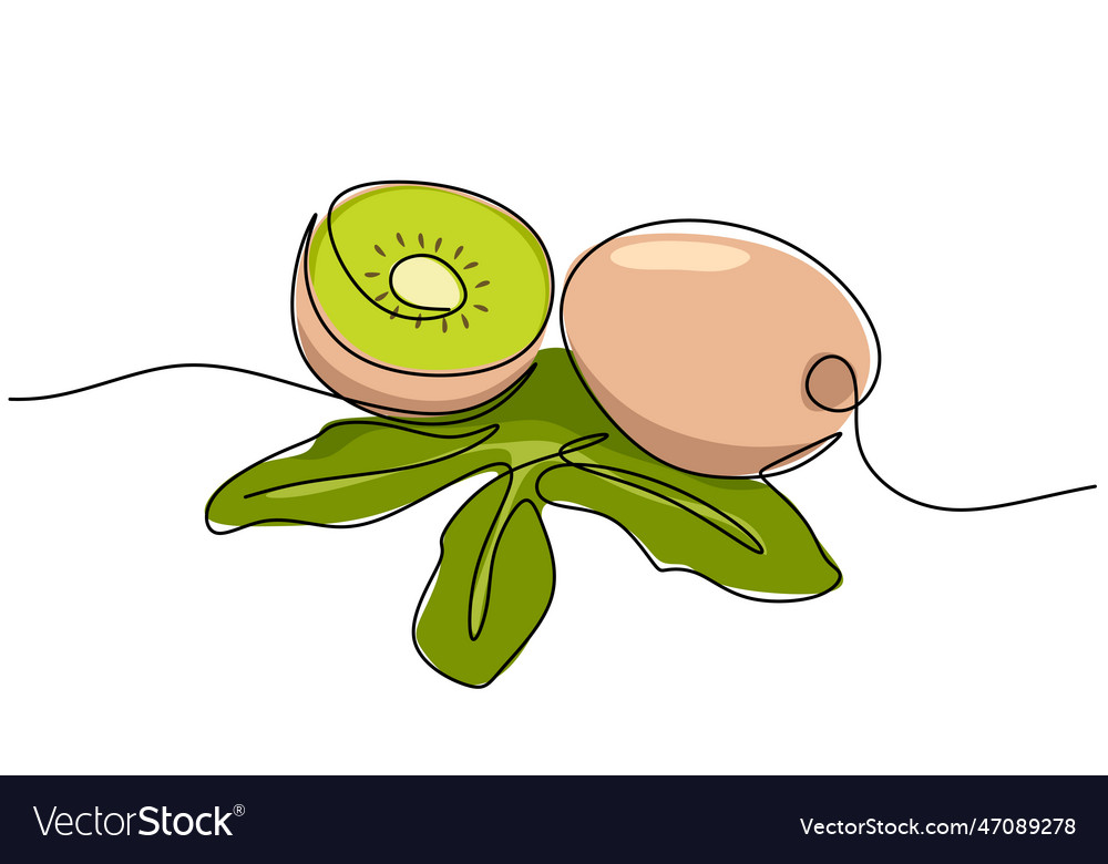 Kiwi continuous one line drawing fruit vector image Kiwi continuous one line drawing fruit
