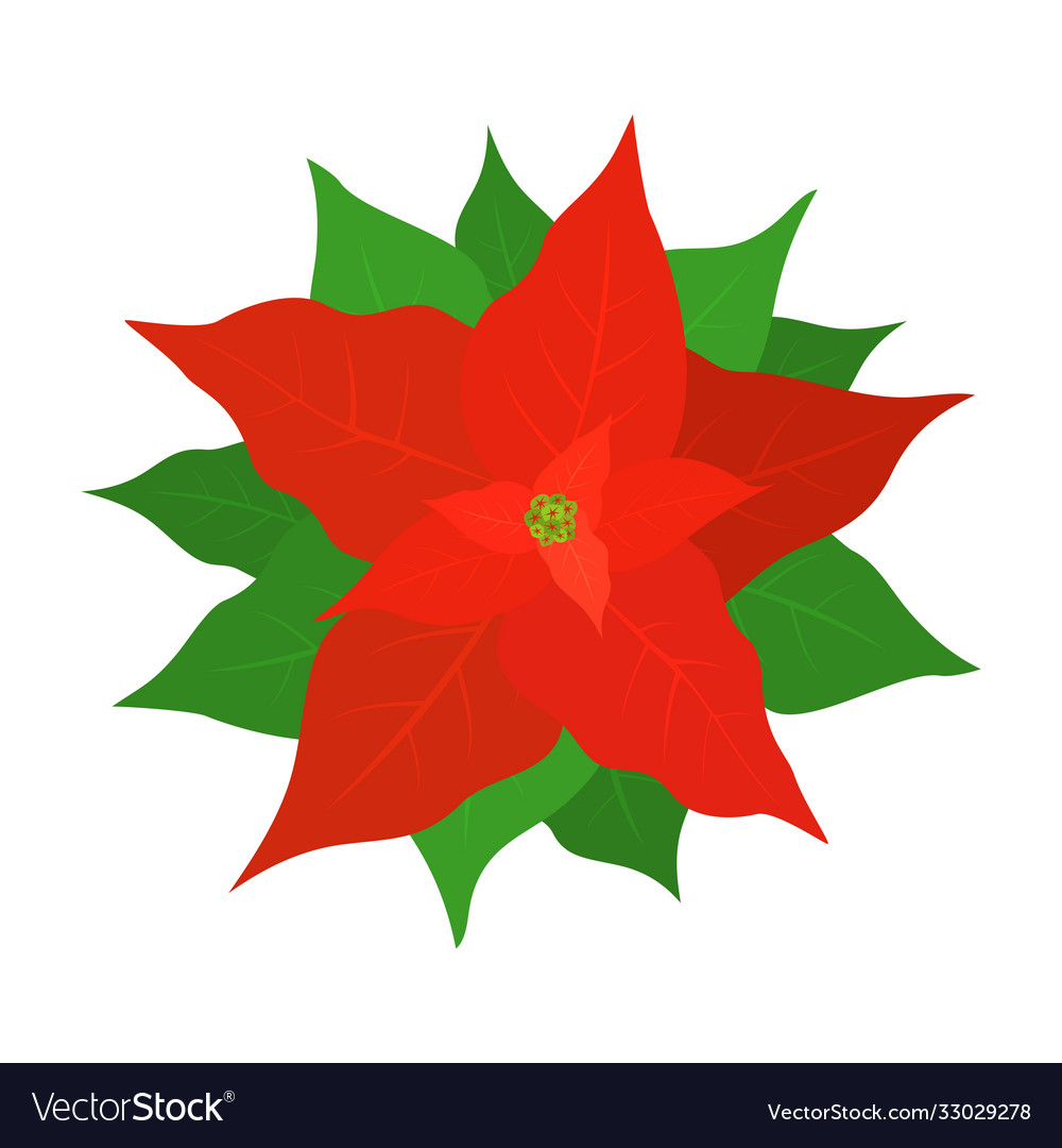 Red flower poinsettia Royalty Free Vector Image