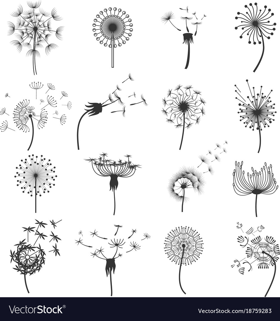 dandelion blowball in the wind set royalty free vector image