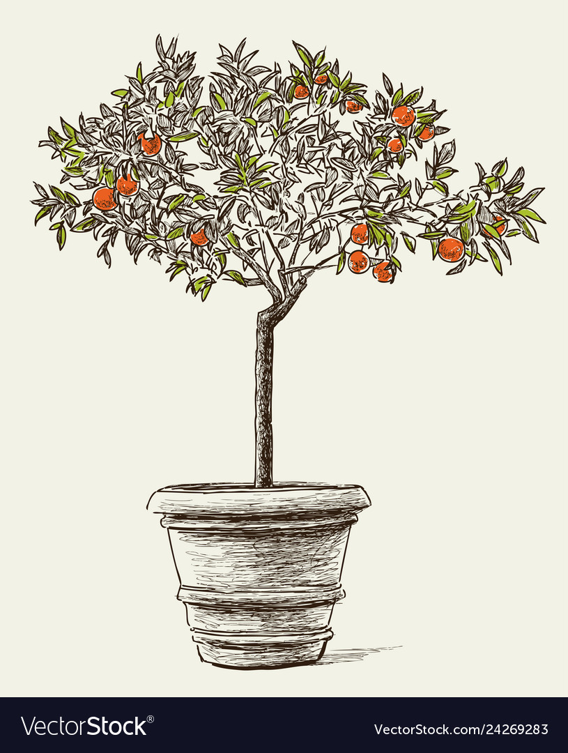 Orange tree