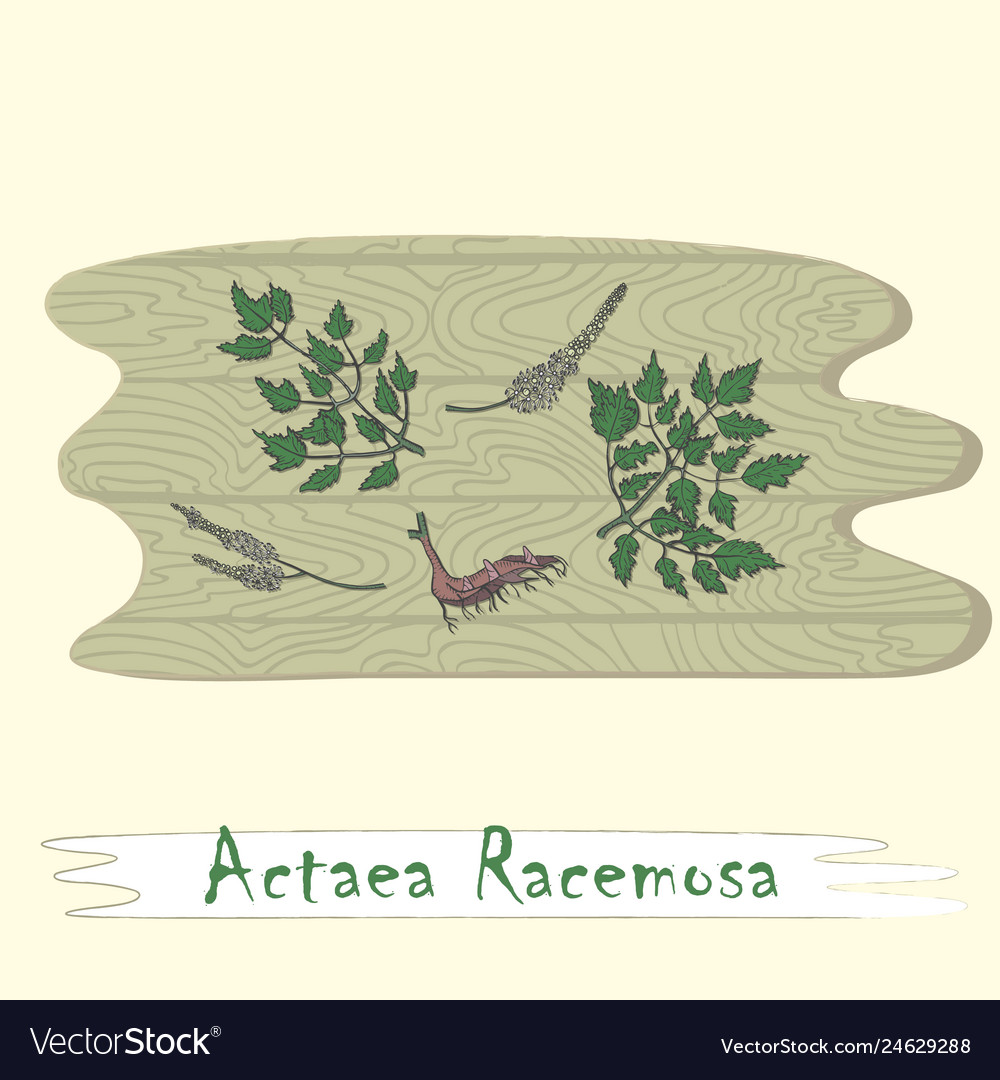 Parts of plant actaea racemosa on cutting board