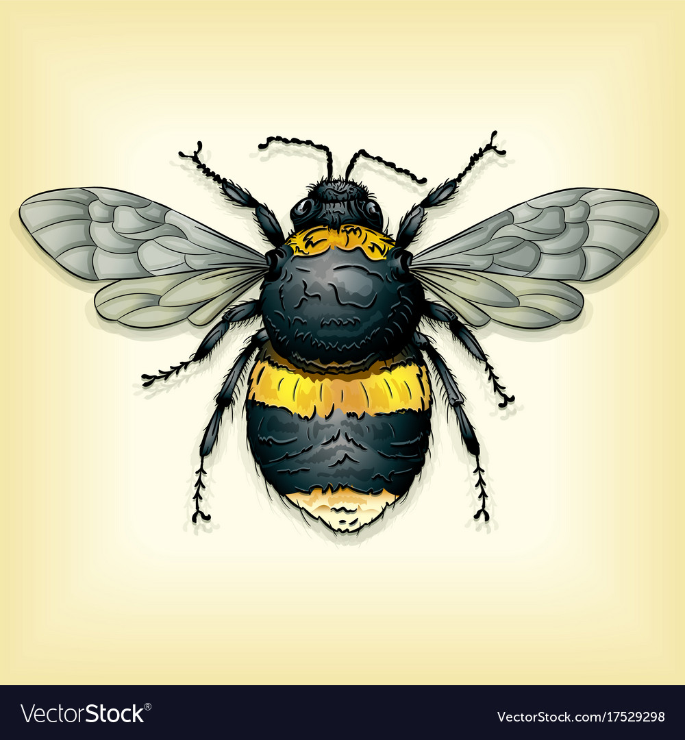 Bumble Bee Royalty Free Vector Image Vectorstock