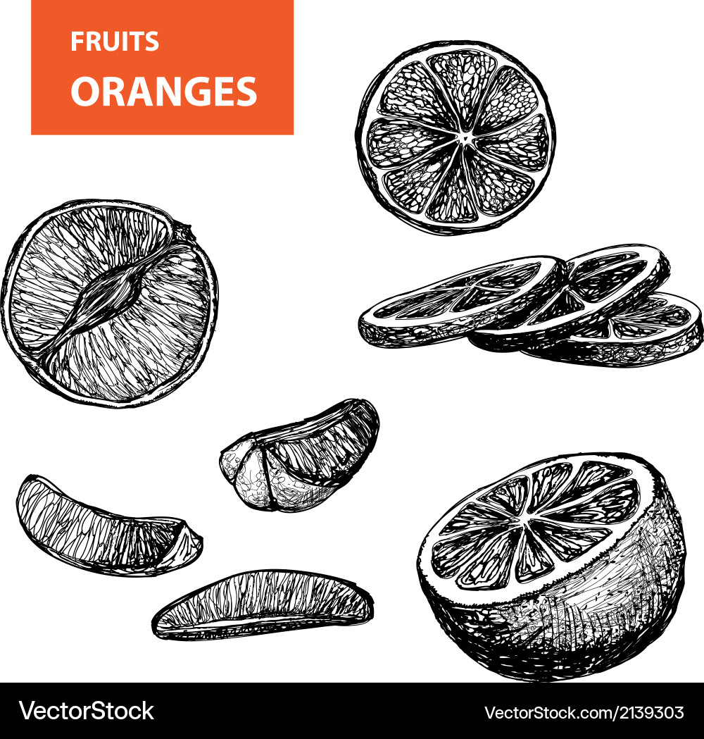 Oranges - set Royalty Free Vector Image - VectorStock