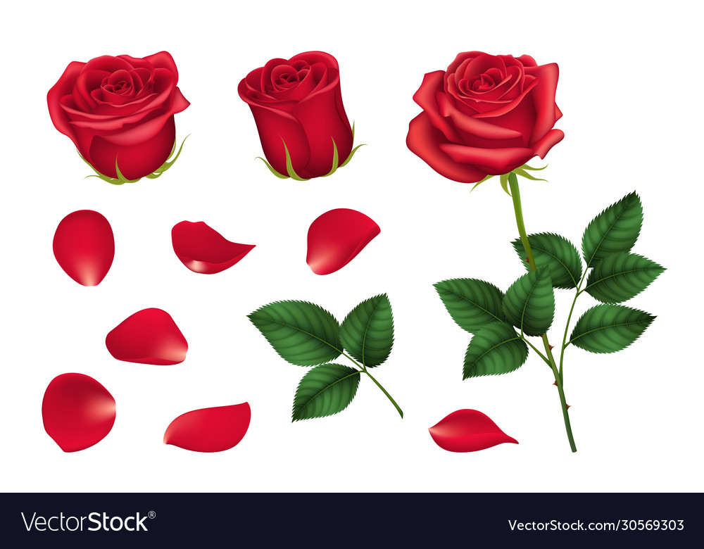 Realistic detailed 3d elements set red roses