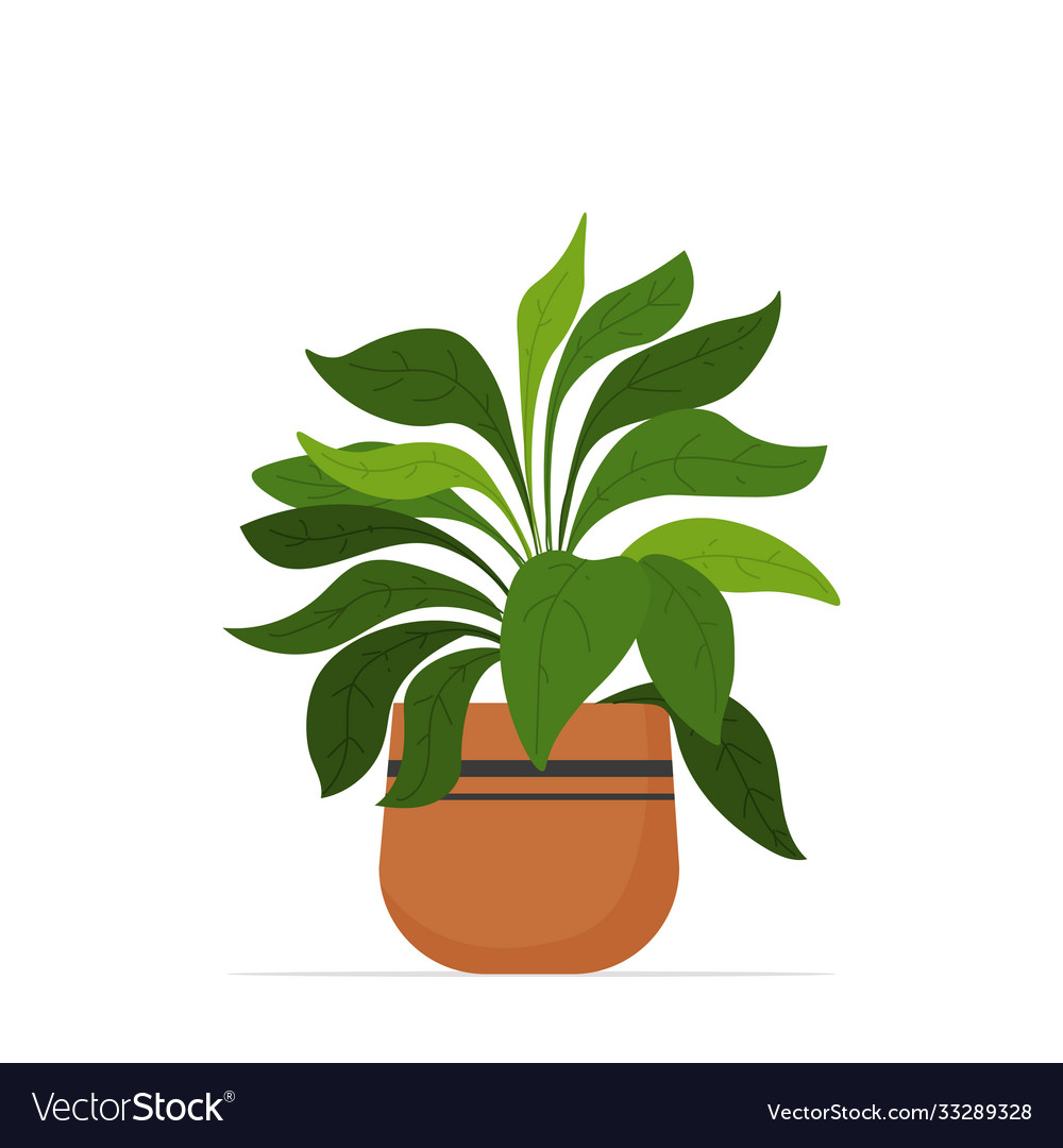 Decorative houseplant planted in ceramic pot