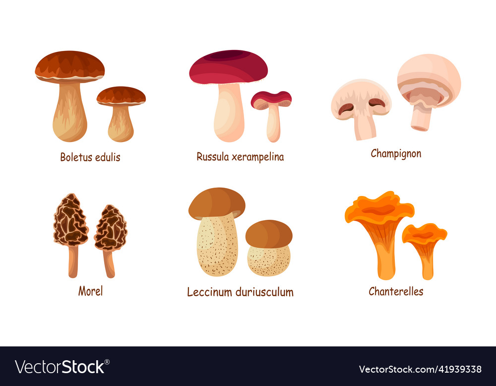 Set of fresh mushroom on white background Vector Image