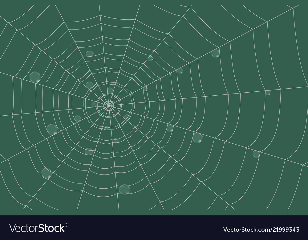Dew on a grid of concentric cobweb green vector image Dew on a grid of concentric cobweb green
