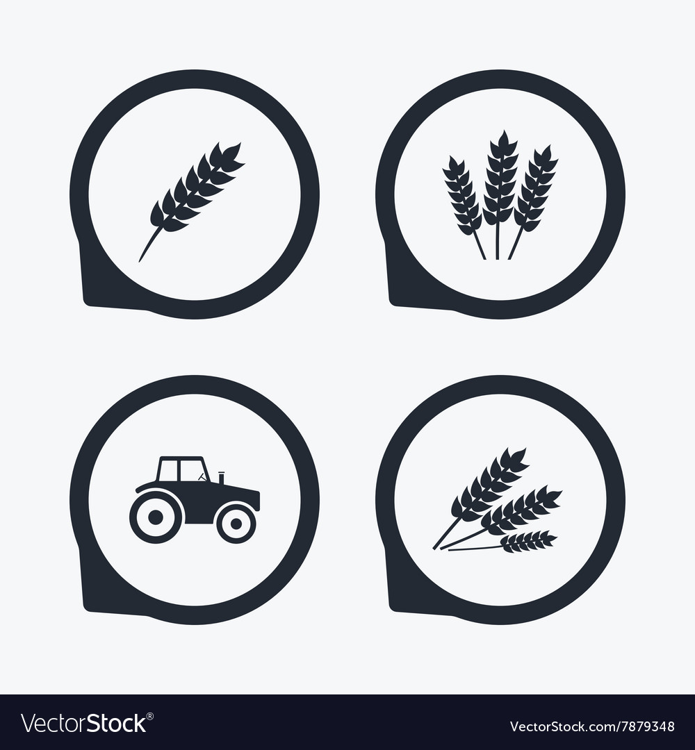 Agricultural icons wheat corn or gluten free