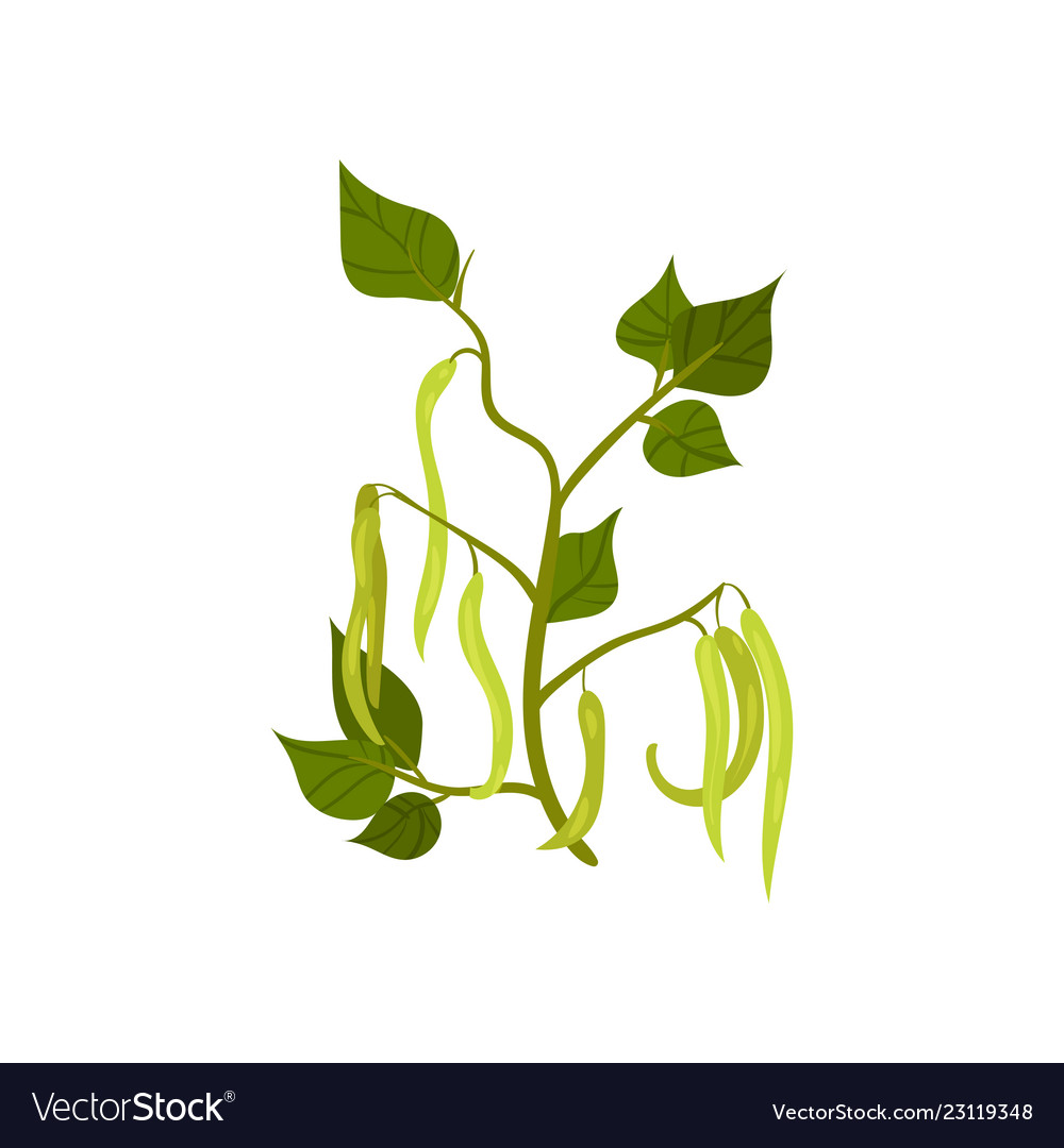 Fresh Green Bean Pods with Leaves