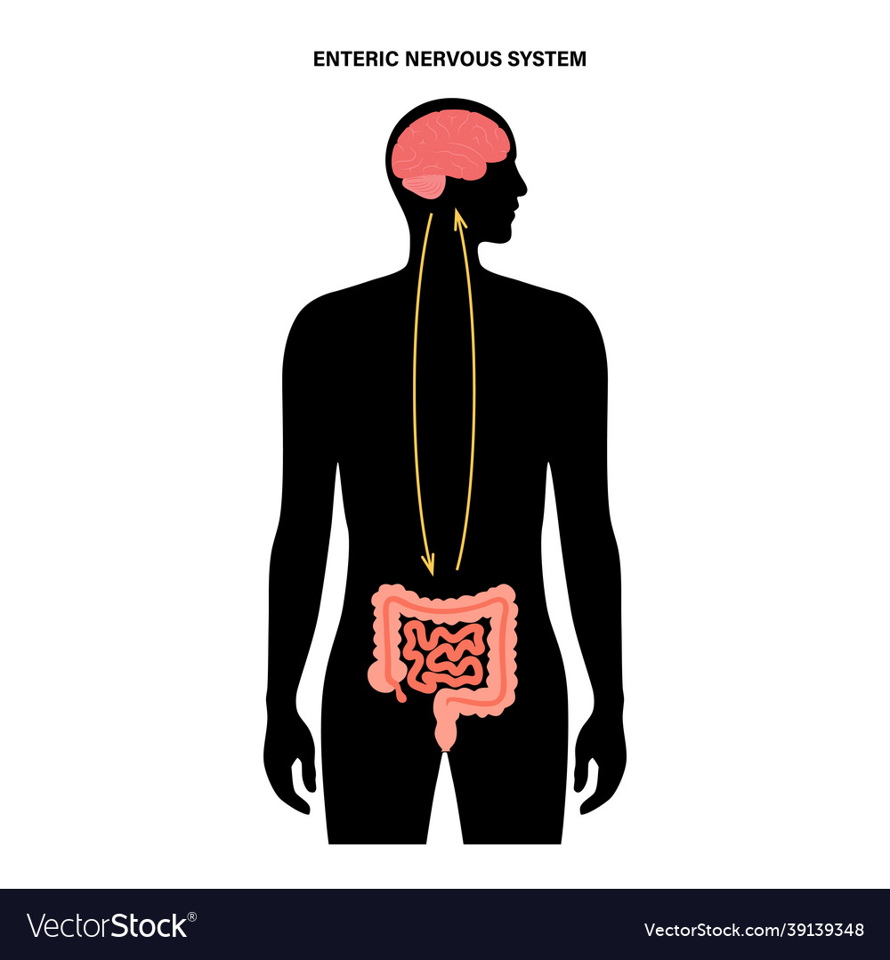 Gut brain connection Royalty Free Vector Image