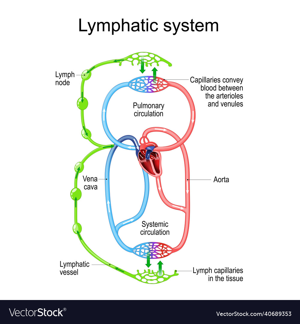 Lymphatic circulation system parts of immune