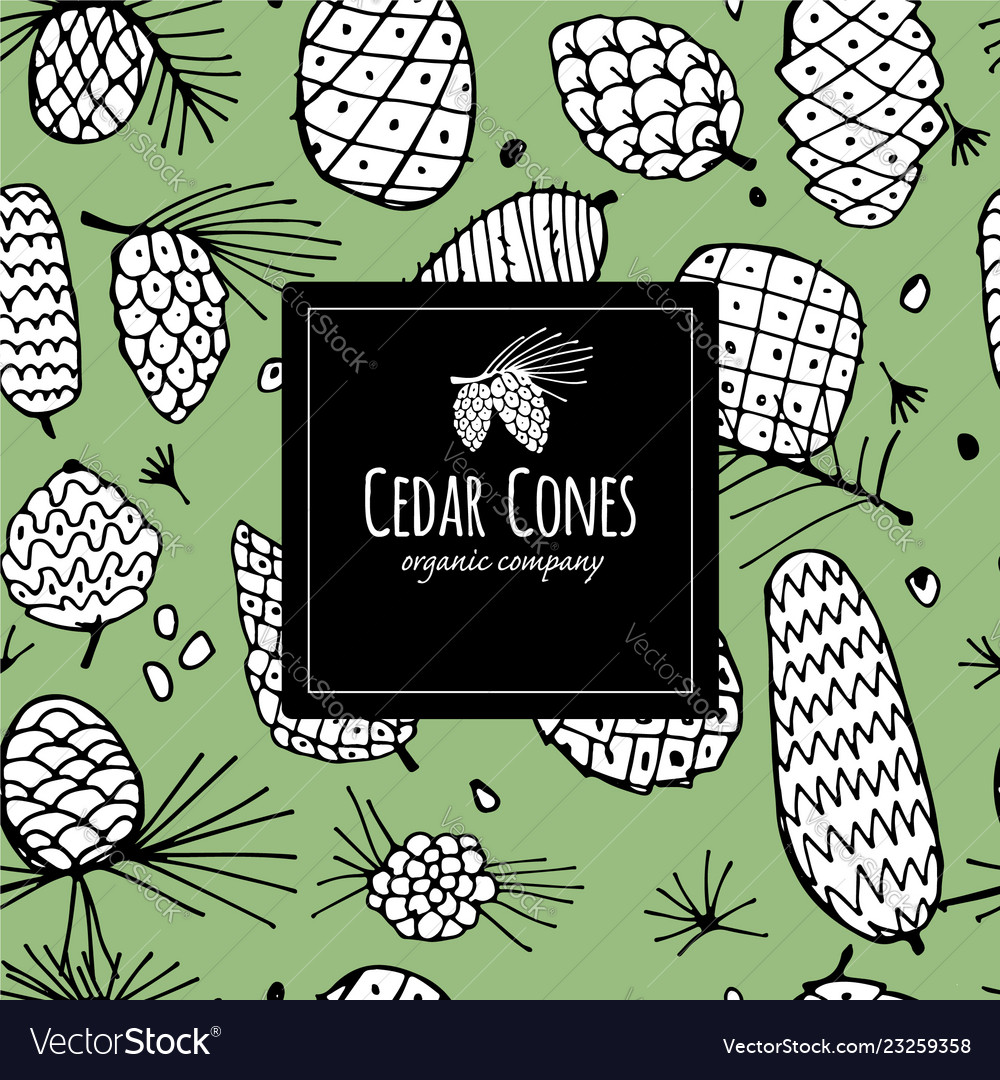 Cedar cones seamless pattern for your design vector image Cedar cones seamless pattern for your design