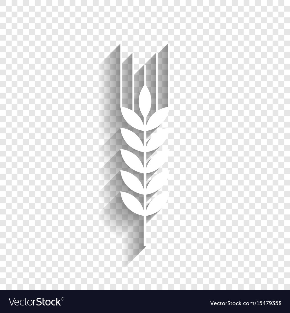 Wheat sign spike spica