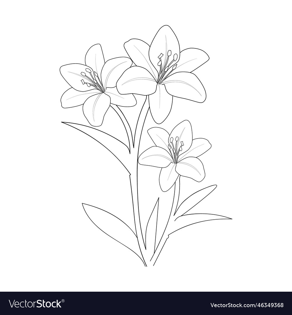 Lily flower drawing simple easy lili flower draw Vector Image