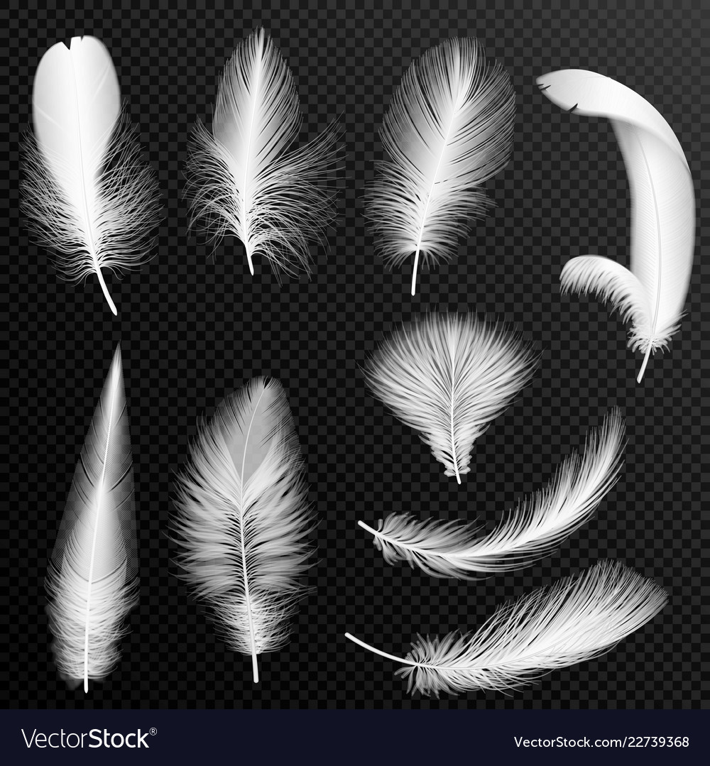 Realistic white feathers collection set of Vector Image