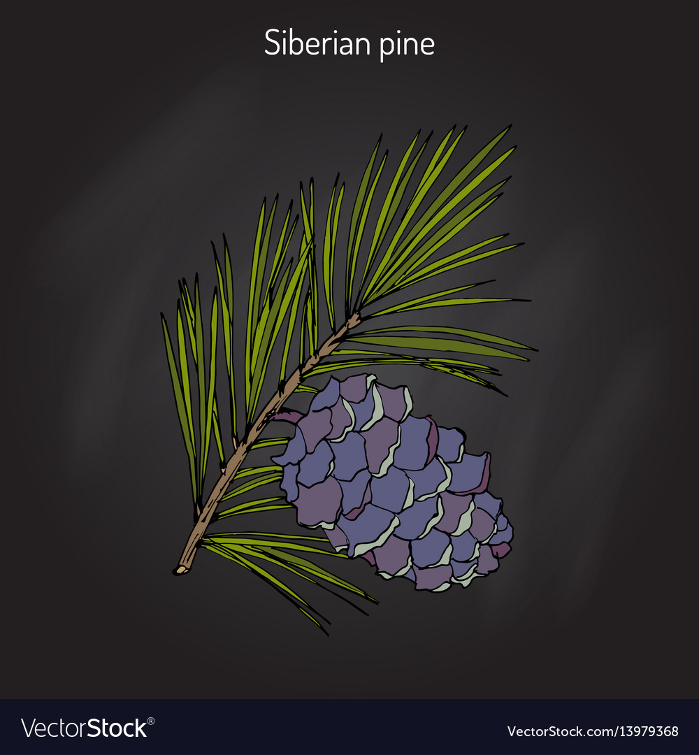 Siberian Pine Branch with Cone