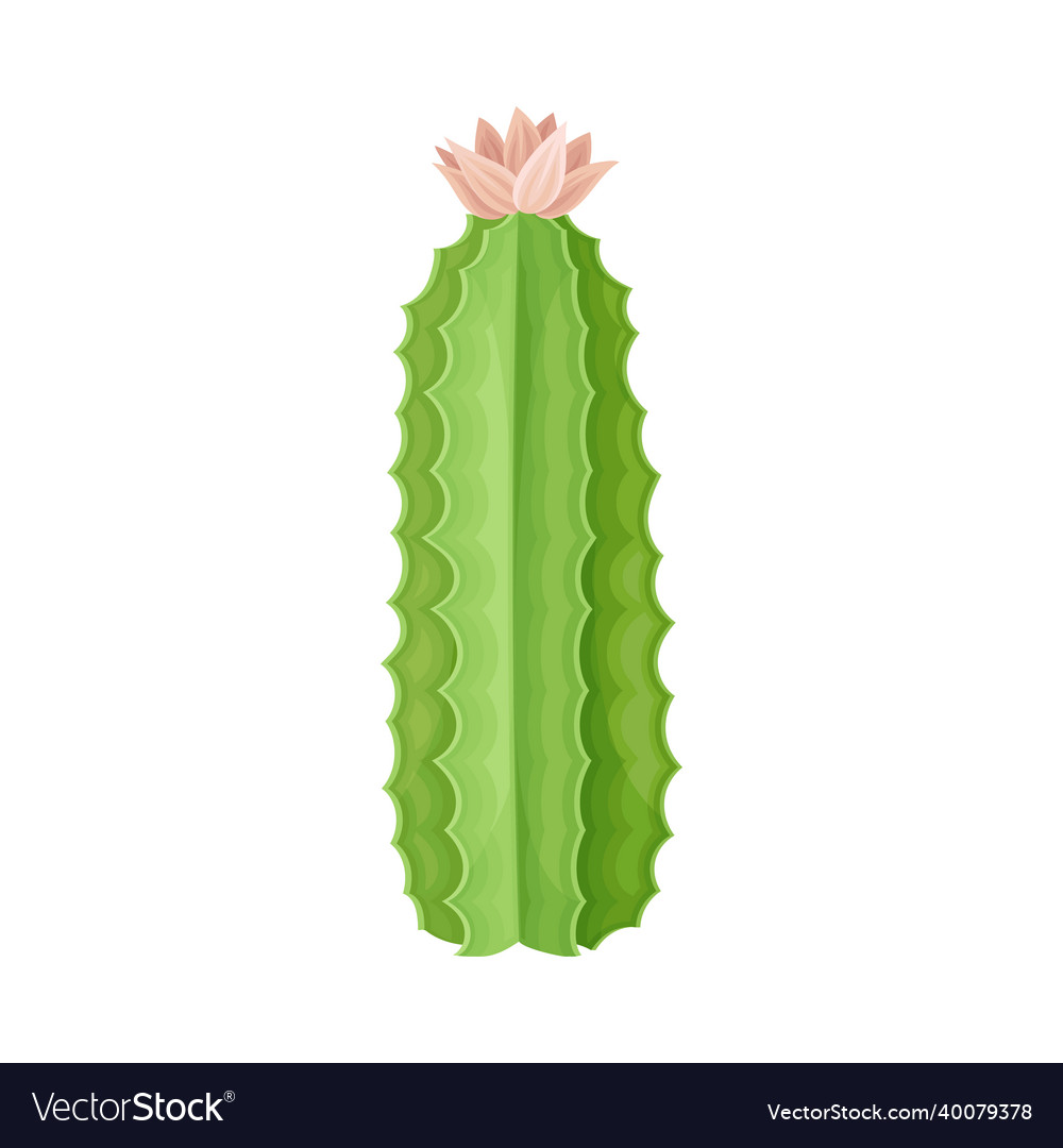 Blooming cacti indoor plant trendy home office vector image Blooming cacti indoor plant trendy home office