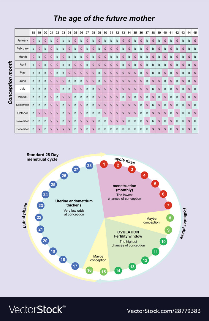 Conception Pregnant Calendar Waiting Baby Vector Image